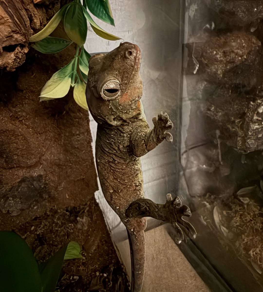 A gargoyle gecko climbing between a branch and the glass