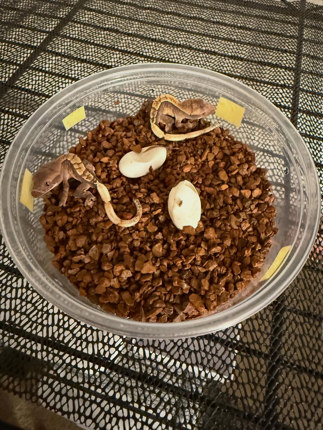Two fresh crested gecko hatchlings next to their eggshells
