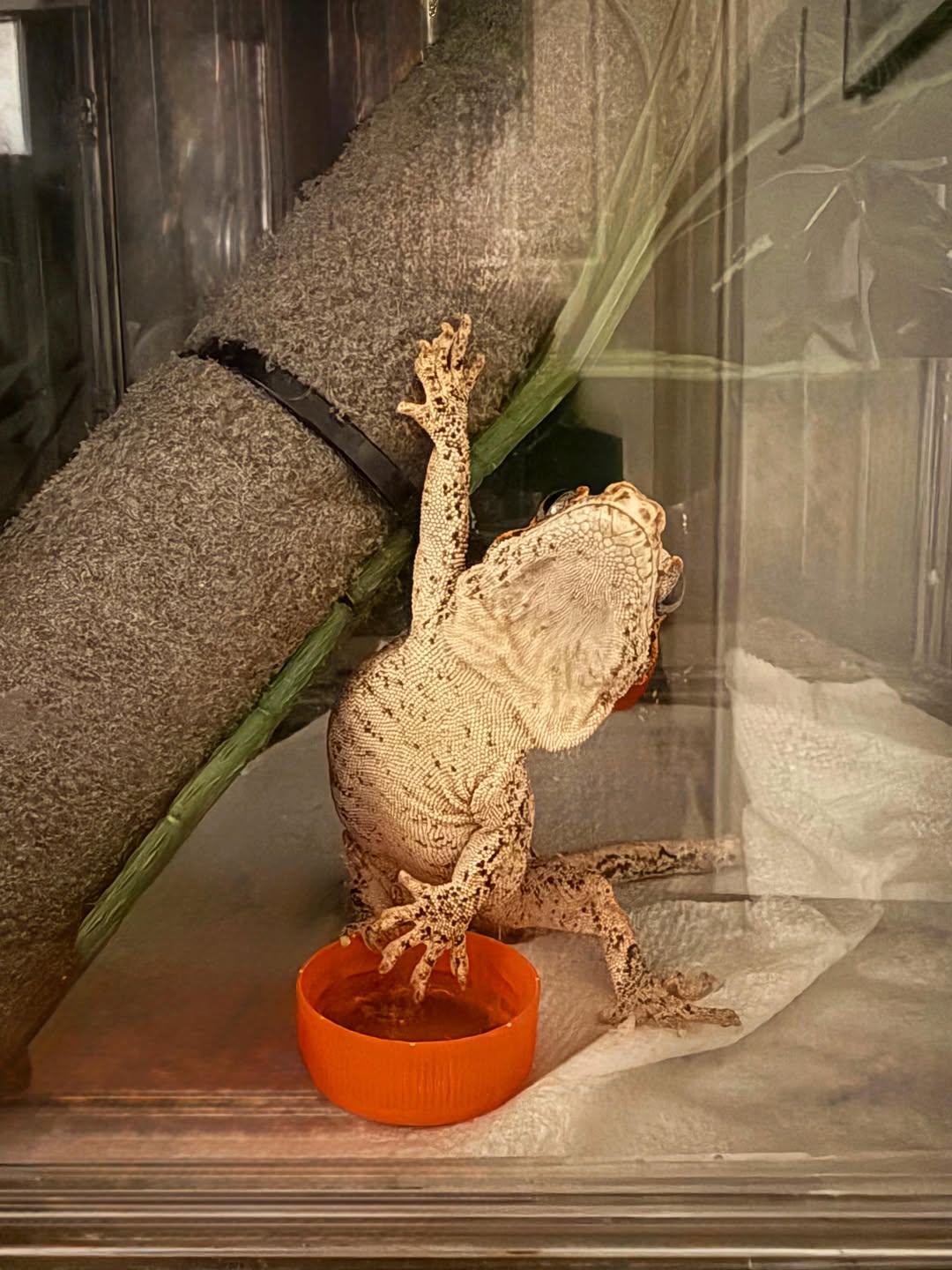 Morpheus the gargoyle gecko standing up against the glass by his food bowl