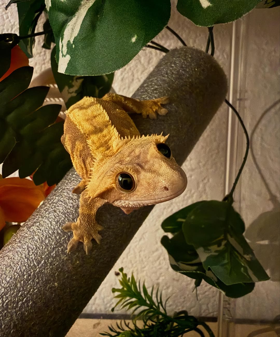 Peaches, a yellow crested gecko, resting on a perch and looking at the camera