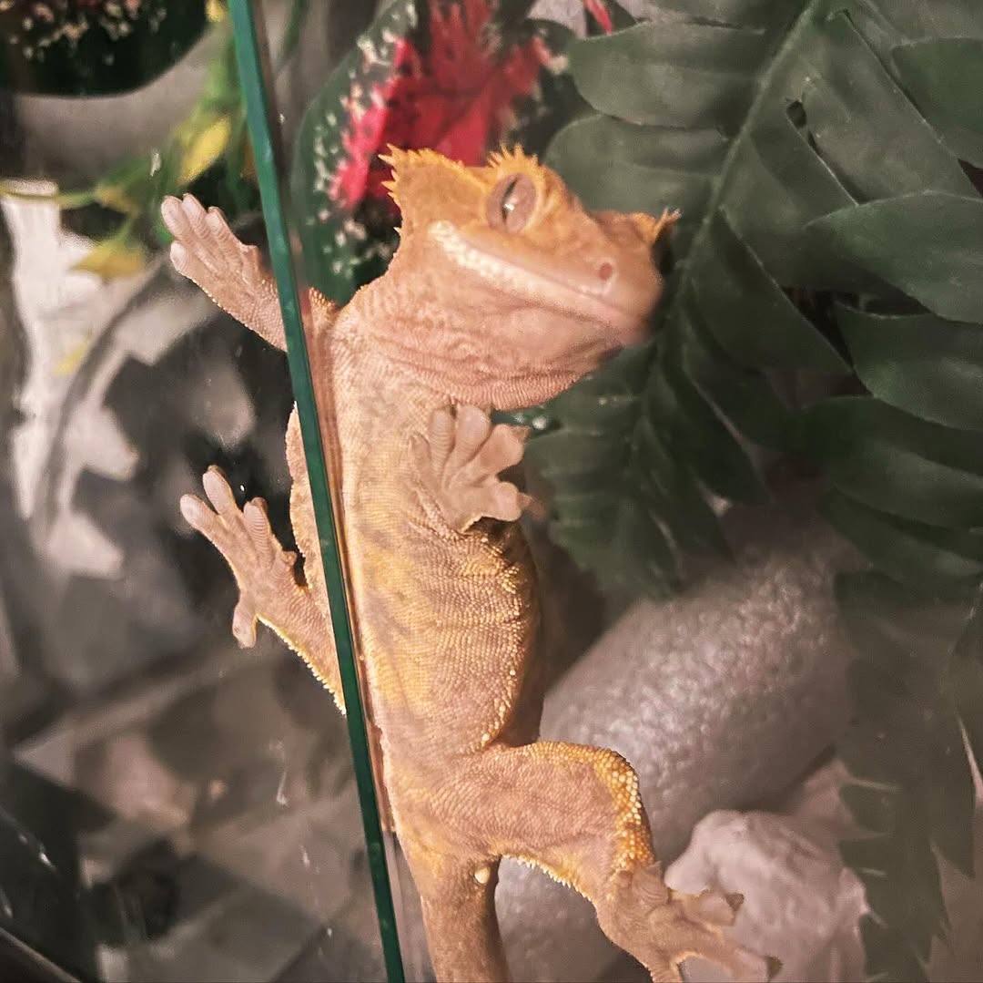 A crested gecko pressed against the terrarium glass, feet splayed
